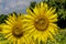 Closeup Honeybee feeds on large sunflower head.