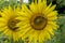 Closeup Honeybee feeds on large sunflower head.