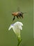 Closeup Honeybee in the midday