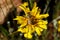 Closeup of a honeybee pollinating a yellow dandelion flower