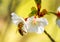 A closeup of a honeybee taking pollen from a cherry blossom.