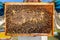 Closeup honeycomb full of bees and honey