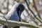 Closeup of Hooded crow or Corvus cornix bird during winter