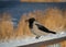 Closeup of hooded crow perched on snowy wooden railings of boardwalk on winter day