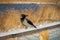 Closeup of hooded crow perched on snowy wooden railings of boardwalk on winter day