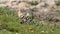 Closeup of a hoopoe perched on top of a patch of lush green grass near a cluster of large gray rocks