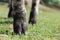 Closeup of the hooves of a goat walking on bright green grass in a sunny field