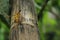 Closeup hopper on the bamboo