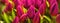 Closeup horizontal bouquet of fresh rose tulips. Valentines day, women day, mothers day, spring, romance and love. Tulip symbol of