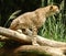 Closeup horizontal shot of a powerful cheetah sitting on a log