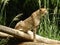 Closeup horizontal shot of a powerful cheetah sitting on a log