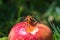 Closeup of a hornet on a red ripe apple in the grass