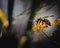 Closeup of hornet wasp on a yellow flower, Vespa