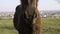 Closeup horse chewing. Horse portrait is grazed on a meadow in the village