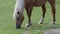 Closeup of horse eating in the grass