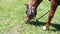 Closeup of horse eating grass