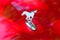 Closeup of the horse emblem / logo design on red engine hood o