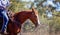 Closeup Of Horse And Female Rider