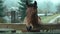 closeup horse head. brown horse stands close to wooden fense, looking at camera. stallion at countryside at cold rainy