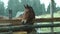 closeup horse head. brown horse stands close to wooden fense, looking at camera. stallion at countryside at cold rainy