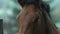 closeup horse head. brown horse stands close to wooden fense, looking at camera. stallion at countryside at cold rainy