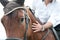 Closeup of a horse head with detail on the eye and on rider hand. harnessed horse being lead - close up details. a stallion horse