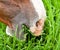 Closeup of a horse mouth