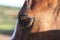 The closeup of a horse\'s eye.