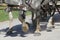 Closeup of horse`s feet walking and harnessed to wagon