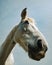 Closeup of a horse\'s head, a friendly animal, photographed from the bottom up