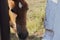 Closeup of a horse`s head peeping in the shade