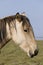 Closeup of a horse`s head at Song Kul lake in Kyrgyzstan