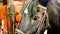 Closeup of a horse\'s head in a stable. the eyes of the animal