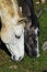 Closeup on horse\'s heads grazing on rare grass