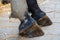 Closeup of a horse`s hind leg with gray alumina clay paste applied as medical treatment against tendinitis tendon inflammation