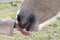 Closeup of a horse`s mouth touching a person`s hand