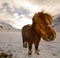 Closeup of a horse stading in the snow