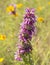 Closeup of Horsemint Bloom