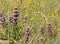 Closeup of Horsemint Bloom