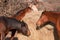 Closeup of horses eating hay