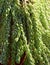 Closeup of Horsetail Cactus