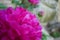 Closeup of hot pink fuchsia peony flower with soft, intricate petals.