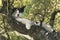 Closeup of a house cat lounging on top of a tree during a hot day