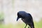 Closeup of a house crow looking at the ground in summer season