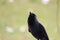 Closeup of a house crow looking at the sky , background