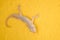 Closeup house lizard on yellow wall background