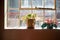 Closeup of house plants Cactus and Oxalis Clover on the Window