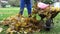 Closeup of house yard keeper load rusty wheel barrow with dry fallen leaves. 4K