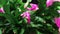 Closeup of Houseplant schlumbergera with pink flowers, parent of Christmas cactus or Thanksgiving cactus, blooms luxuriantly in