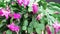 Closeup of Houseplant schlumbergera with pink flowers, parent of Christmas cactus or Thanksgiving cactus, blooms luxuriantly in